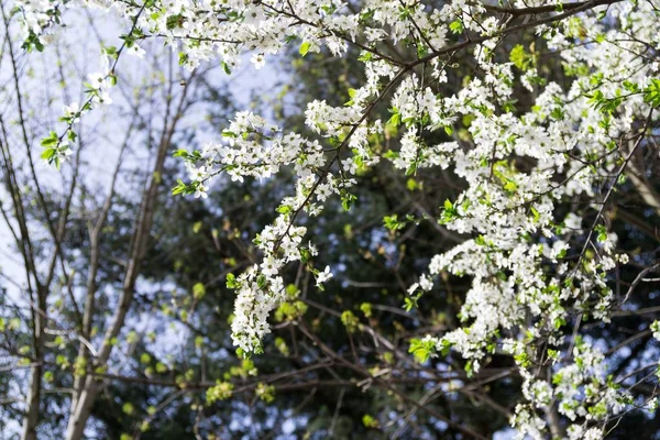 Albero Primavera Con Fiori Fiore — Foto Stock
