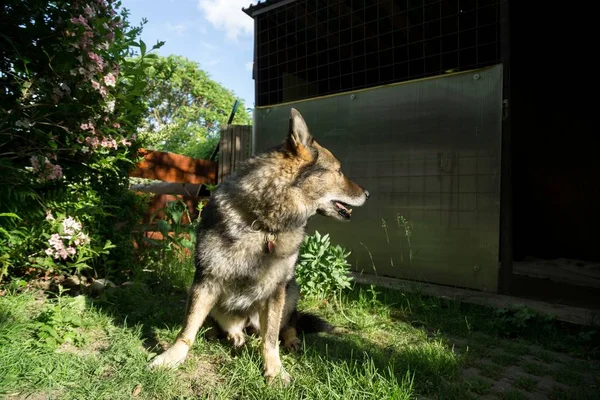 Cane Pastore Tedesco Nella Natura Foresta Slovacchia — Foto Stock