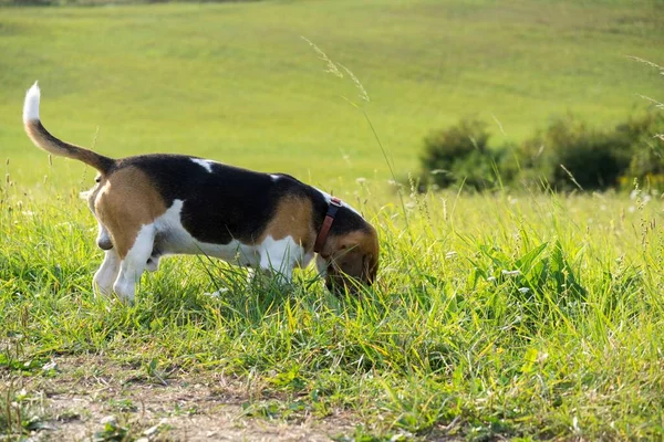 Beagle Perro Prado Eslovaquia —  Fotos de Stock