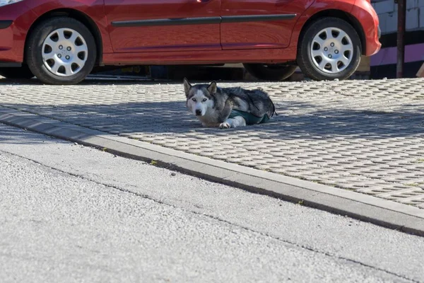 Netter Hund Freien Auf Straße Neben Auto — Stockfoto
