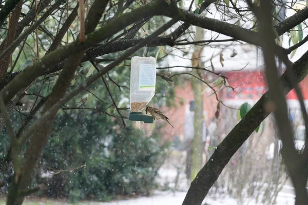 Fågel Fågelmatare Snöfall Vintern Slovakien — Stockfoto