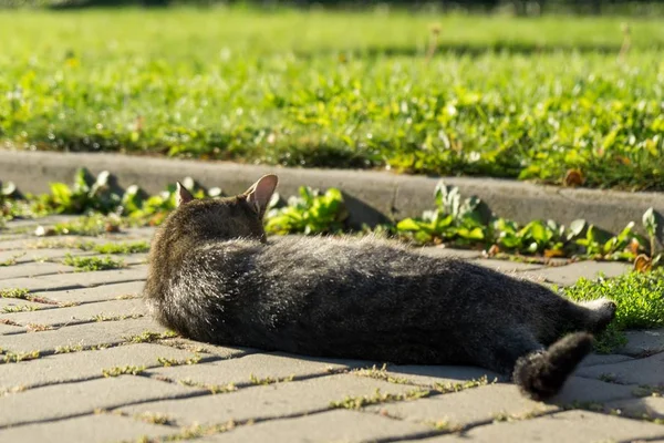 Сірий Кошеня Відкритому Повітрі Парку — стокове фото