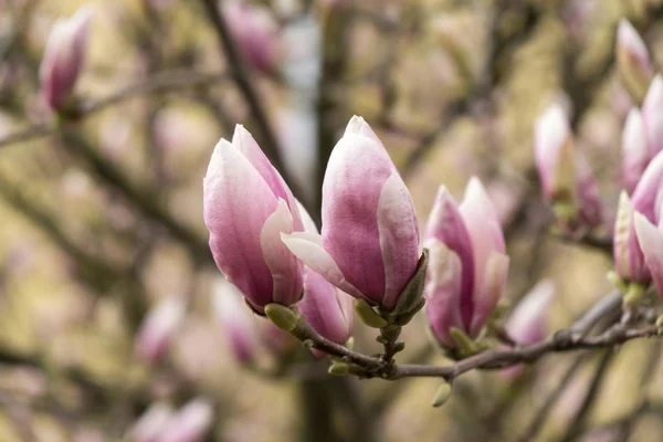 Voorjaarsboom Met Bloeiende Bloemen — Stockfoto