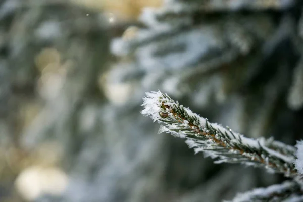 Зимой Природа Покрыта Снегом Словакия — стоковое фото
