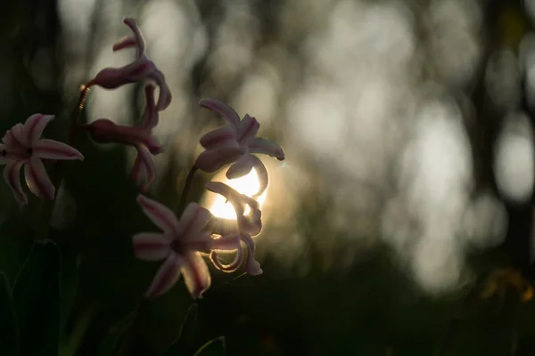 Beautiful Flowers Close Shot — Stock Photo, Image