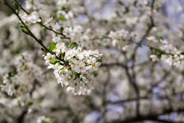 Árvore Primavera Com Flores Florescentes — Fotografia de Stock