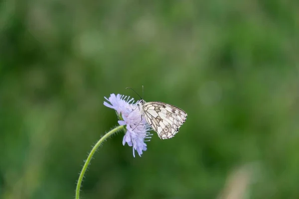 花に蝶 撃たれた — ストック写真