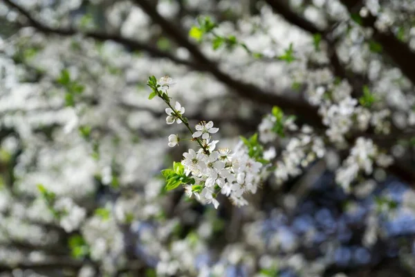 Árvore Primavera Com Flores Florescentes — Fotografia de Stock