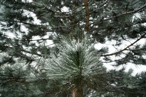 Natureza Coberta Neve Durante Inverno — Fotografia de Stock