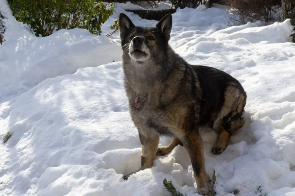Зимний Пейзаж Собакой Снегу — стоковое фото