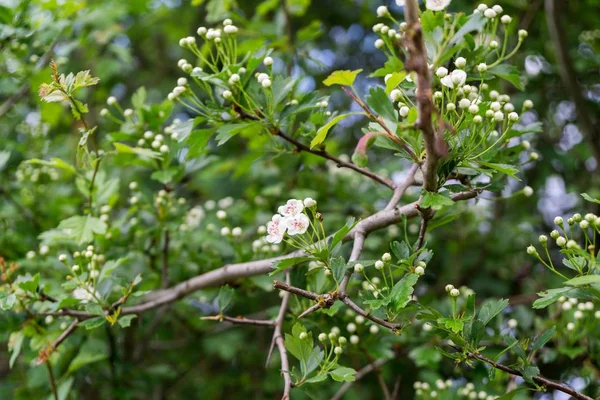 Arbre Fleurs Fleurs Printemps Gros Plan — Photo