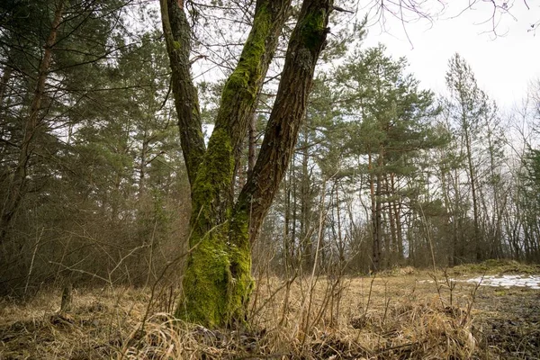 Moss Bosque Durante Invierno Países Bajos — Foto de Stock