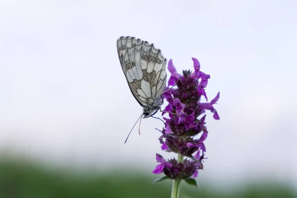 Papillon Sur Fleur Gros Plan — Photo