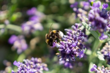 Lavanta çiçekli yaban arısı. Slovakya