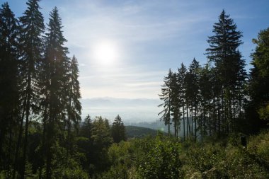 Ağaçlı renkli sonbahar ormanı, Slovakya