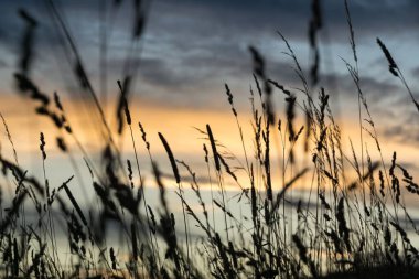 Slovakya, Meadow 'da yeşil bitkiler