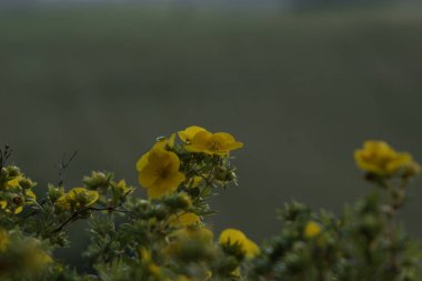 Sarı çiçekler, yakın çekim.