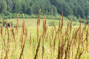 Gün batımında buğday tarlası. Slovakya
