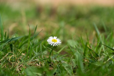 Yeşil çayır üzerinde beyaz papatya çiçekleri
