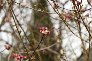 Bahar ağacı çiçek açıyor. Beyaz çiçek açan ağaç. Slovakya