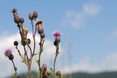 Güzel çiçekler. Yakın çekim. 