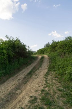 Ormandaki ağaçlar ve patikalar. Slovakya