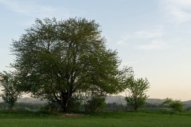 Ormandaki ağaçlar ve patikalar. Slovakya