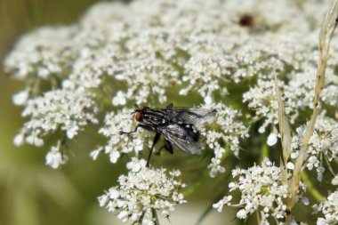 Güzel çiçeklerle uç. Slovakya