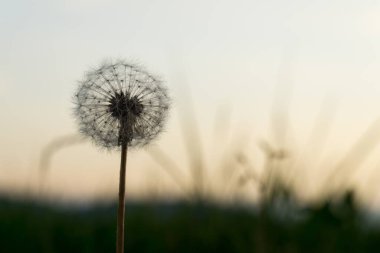 Günbatımında Slovakya 'da güzel bir karahindiba 