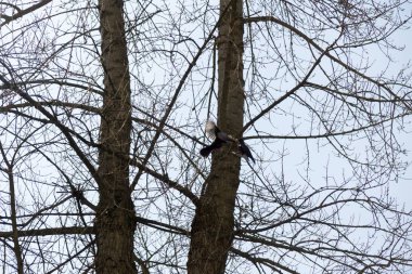 Ormandaki ağaçlar ve patikalar. Slovakya
