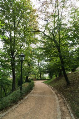 Ormandaki ağaçlar ve patikalar. Slovakya