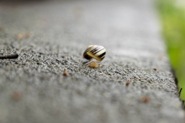 Arka planda çitteki salyangoz. Slovakya