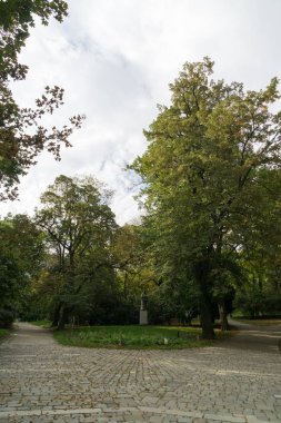 Ormandaki ağaçlar ve patikalar. Slovakya