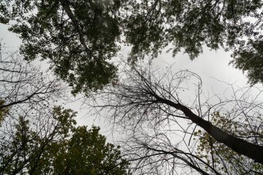 Ormandaki ağaçlar ve patikalar. Slovakya