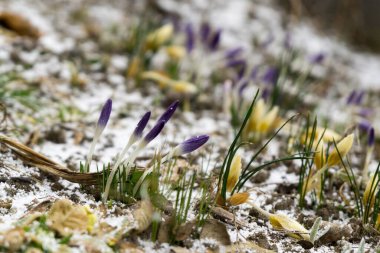 Güzel çiçek atış kapatın 