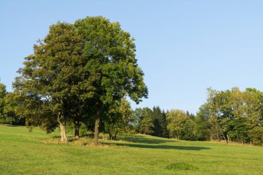 Ağaçları olan güzel bir bahar tepesi