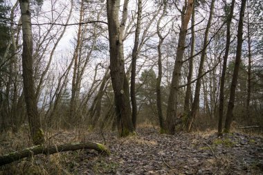 Kış boyunca ormanda yosun. Slovakya