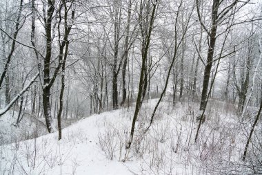 Doğa kış boyunca karla kaplıdır.. 