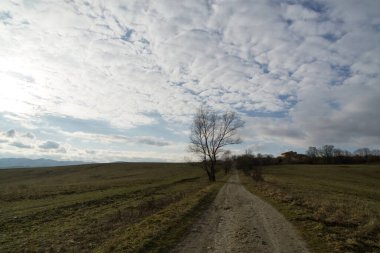 Ağaçlar ve manzaralı çayırda puslu bir sabah. Slovakya