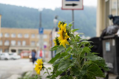  Çiçek açan arkaplanda, yakın plan çekim 