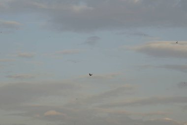 Kuş bulutlu gün batımı gökyüzünde uçuyor 