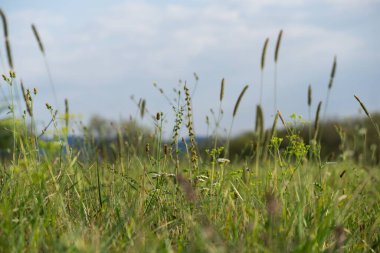 Slovakya, Meadow 'da yeşil bitkiler