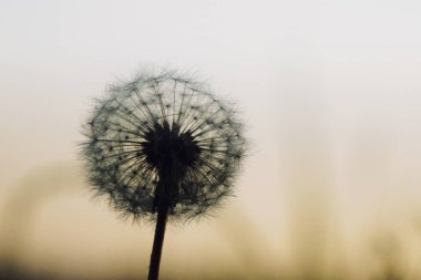 Günbatımında Slovakya 'da güzel bir karahindiba 