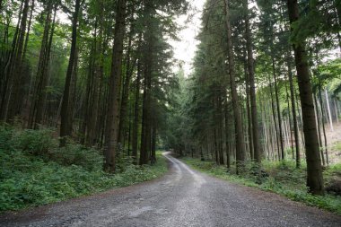 Ormanda sonbahar ağaçları, Slovakya