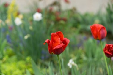 Güzel çiçekler. Yakın çekim. 