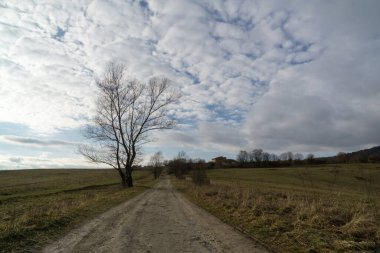 Ağaçlar ve manzaralı çayırda puslu bir sabah. Slovakya