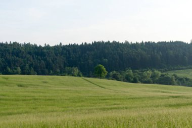 Slovakya 'daki güzel yeşil çayır
