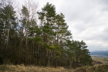 Ormandaki ağaçlar ve patikalar. Slovakya