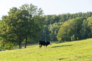 Çiftlikteki inek. Çek Repibliç