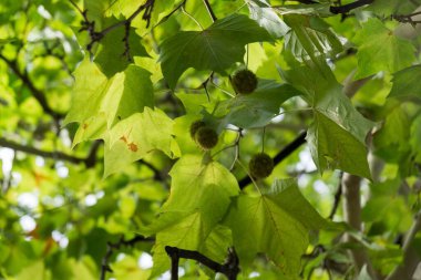 arkaplanda yeşil yapraklar